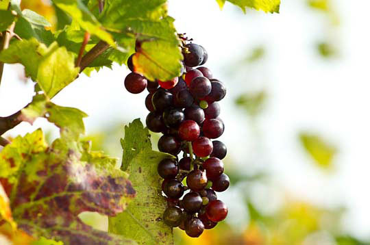 ddos在线攻击工具